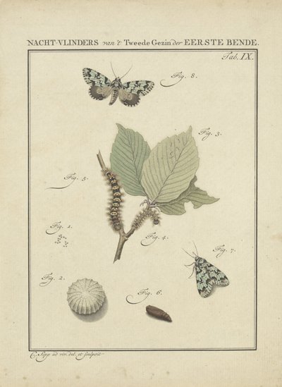 Farfalle notturne da Christiaan Sepp