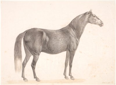 Cavallo nero da Christian David Gebauer