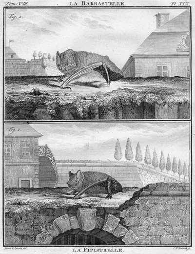 La Barbastella e La Pipistrella da Christian Friedrich Fritzsch