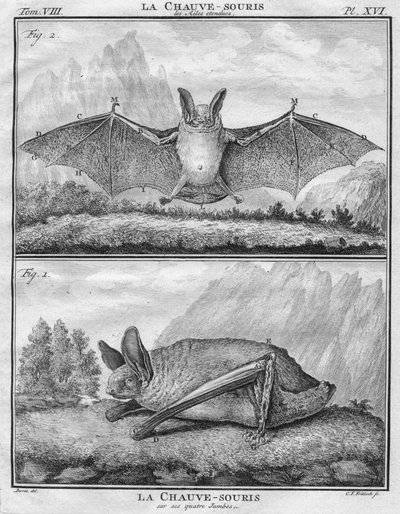 La Chauve-Souris les Ailes entendues & La Chauve-Souris sur ses quatre Jambes da Christian Friedrich Fritzsch