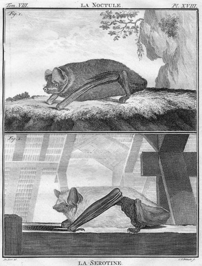 La Noctule e La Serotine da Christian Friedrich Fritzsch