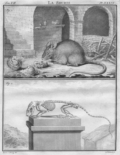 La Souris, c. 1763 da Christian Friedrich Fritzsch