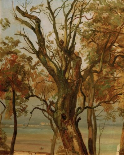 Studio di un albero in autunno (Riva dell