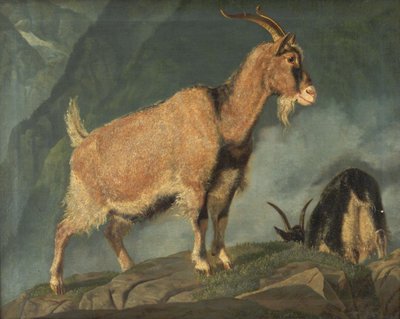 Capre nelle Alpi da Christian Holm
