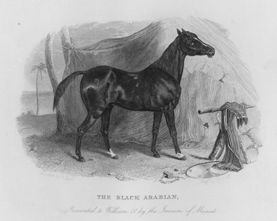 Il Cavallo Arabo Nero, presentato a Guglielmo IV dall