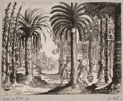 Palmeto con palme da betel da Christian Rothgiesser