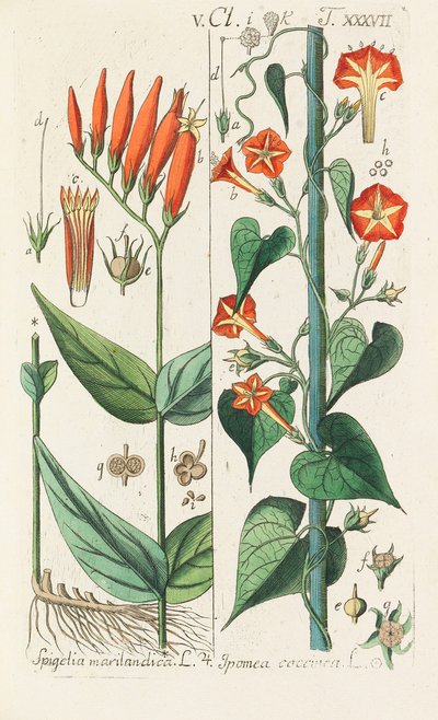 Manuale botanico da Christian Schkuhr