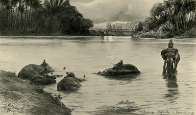 Elefanti che si bagnano nel fiume Mahaweli, Ceylon, 1898 da Christian Wilhelm Allers