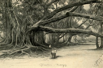 Alberi giganti a Buitenzorg, Giava, 1898 da Christian Wilhelm Allers