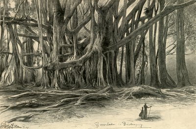 Alberi giganti a Buitenzorg, Giava, 1898 da Christian Wilhelm Allers