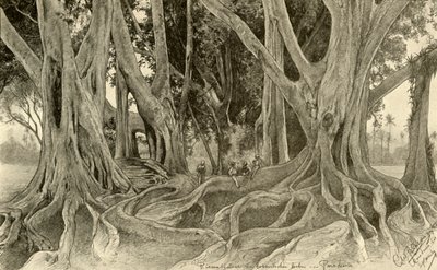 Alberi giganti nei giardini botanici, Peradeniya, Kandy, Ceylon, 1898 da Christian Wilhelm Allers