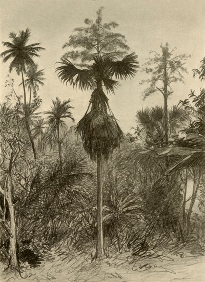 Palma Talipot dopo la fioritura, Ceylon, 1898 da Christian Wilhelm Allers