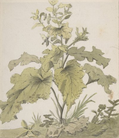 Studio di una pianta, 1712-74 da Christian Wilhelm Ernst Dietrich