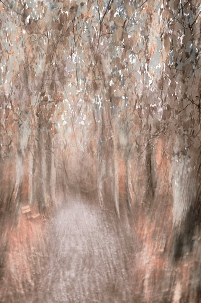 Sentiero nella foresta autunnale da Christina Sillen