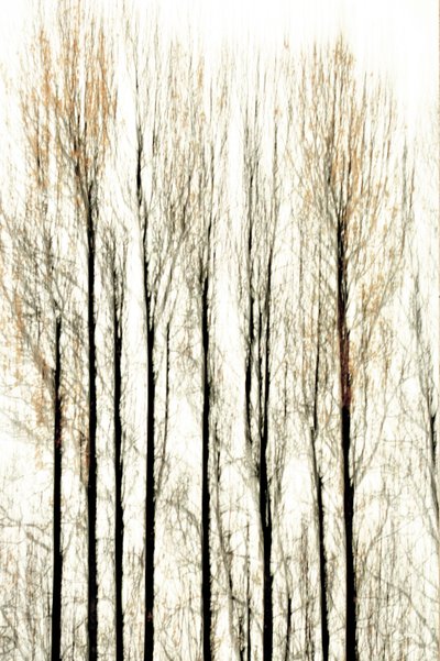 Linee sfocate della foresta da Christina Sillen