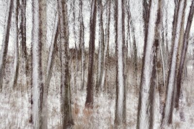 Alberi invernali sfocati da Christina Sillen