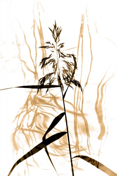 Delicata silhouette di canna da Christina Sillen