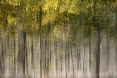 Una foresta autunnale da sogno da Christina Sillen