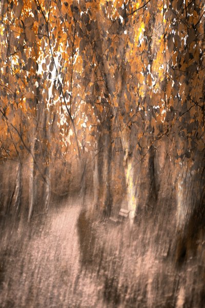 Sentiero da sogno nella foresta autunnale da Christina Sillen