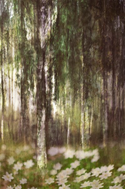 Una foresta di betulle da sogno da Christina Sillen