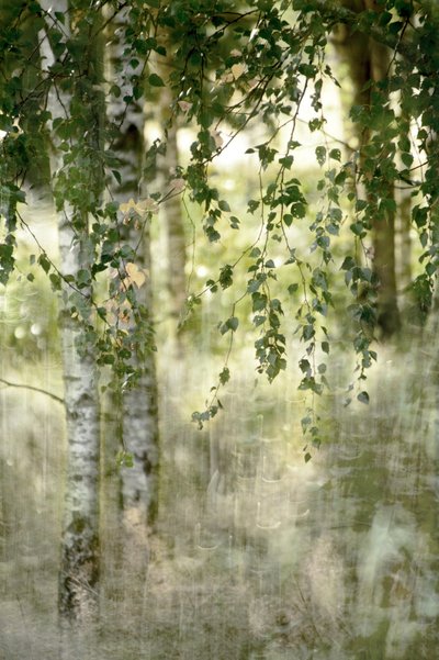 Una foresta di betulle da sogno da Christina Sillen