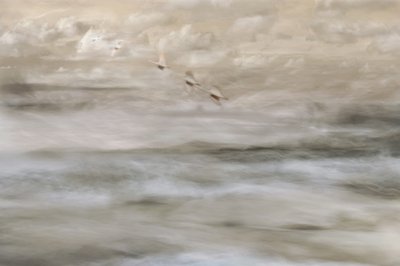 Uccelli da sogno sull’acqua da Christina Sillen