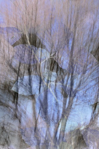 Foresta blu da sogno da Christina Sillen