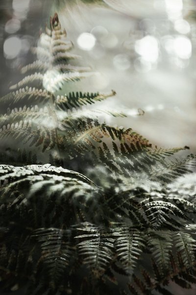 Felci della foresta incantata da Christina Sillen