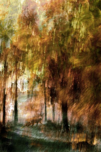 La volpe della foresta incantata da Christina Sillen