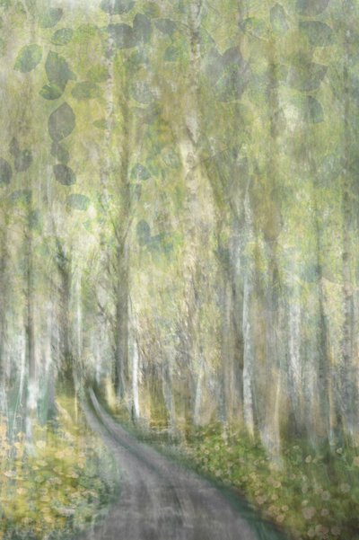 Sentiero da sogno nella foresta da Christina Sillen