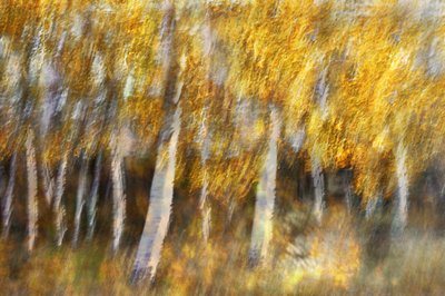 La foresta dorata da sogno da Christina Sillen