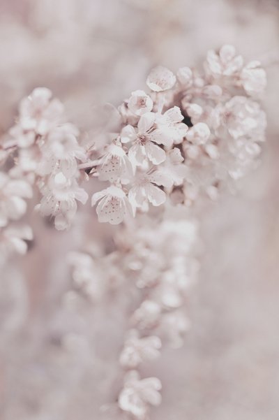 Fiori rosa da sogno da Christina Sillen