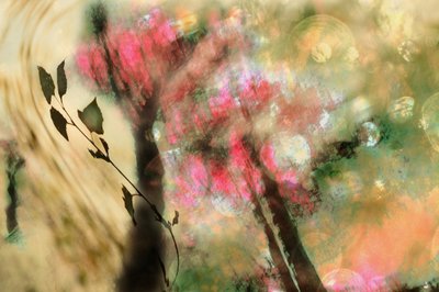 Fogliame rosa da sogno da Christina Sillen