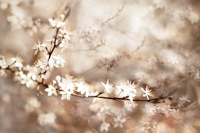 Fiori bianchi da sogno da Christina Sillen