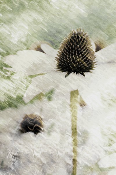 Echinacea bianca da sogno da Christina Sillen
