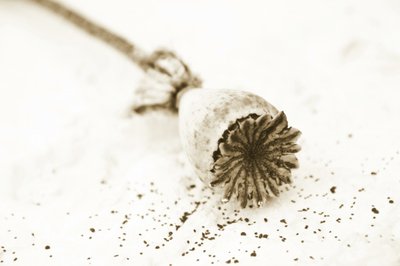 Baccello di papavero essiccato da Christina Sillen