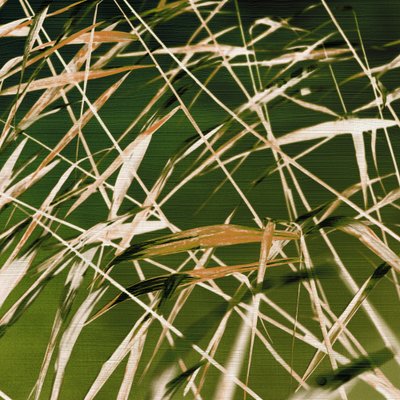La bellezza dinamica della natura da Christina Sillen