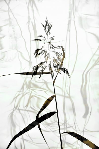 Elegante sagoma di canna da Christina Sillen
