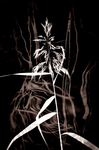 Elegant Sepia Reed da Christina Sillen