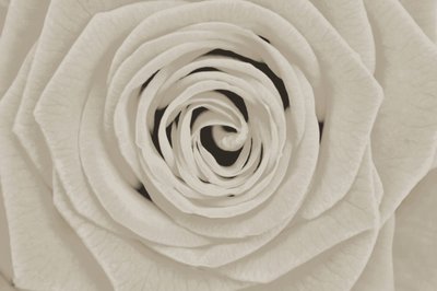 Elegante rosa bianca da Christina Sillen