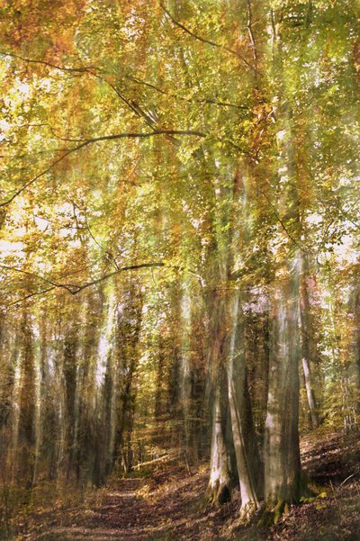 Il sentiero della foresta incantata da Christina Sillen