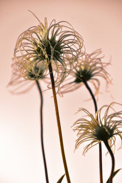 Forme botaniche eteree da Christina Sillen