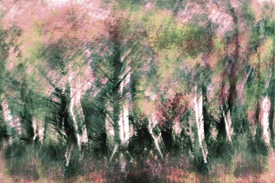 Sogno nella foresta eterea da Christina Sillen