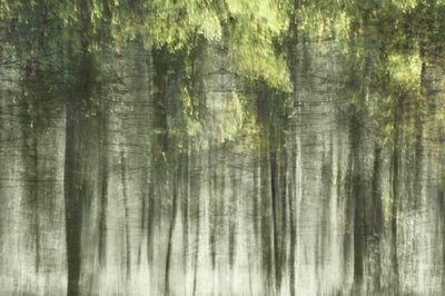 Luce della foresta eterea da Christina Sillen