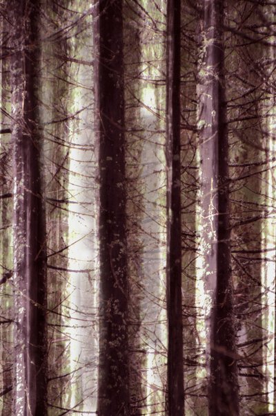 Luce eterea della foresta da Christina Sillen