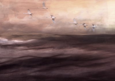 Il volo etereo del cigno da Christina Sillen