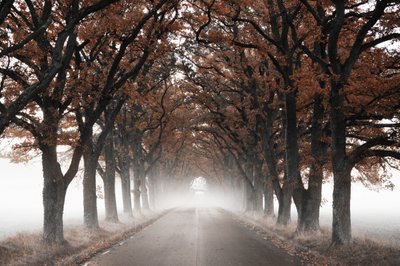 Un tunnel di alberi autunnali avvolto nella nebbia da Christina Sillen