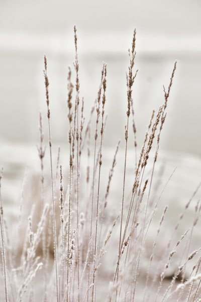 Erba invernale ricoperta di brina da Christina Sillen