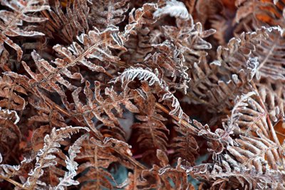 Felci congelate - Inverno da Christina Sillen