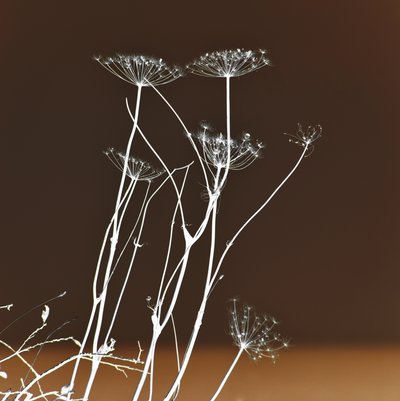 Forme botaniche luminose da Christina Sillen